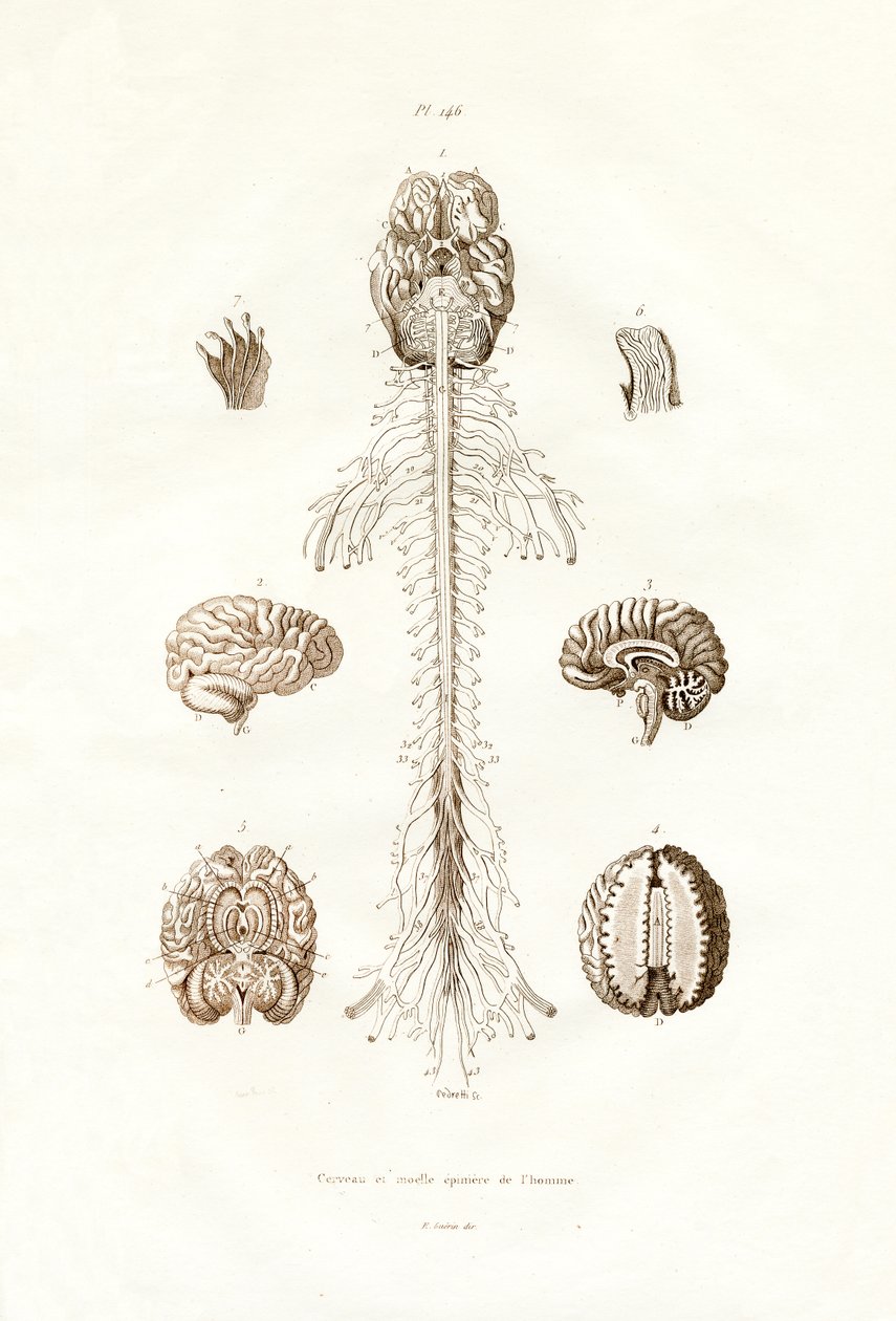 Système nerveux - French School