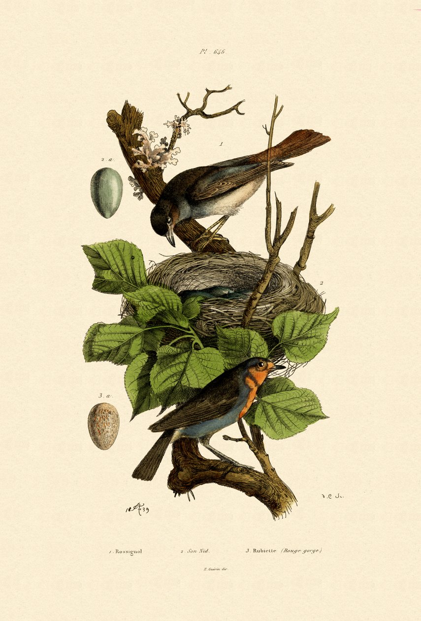 Rossignol, 1833-39 - French School