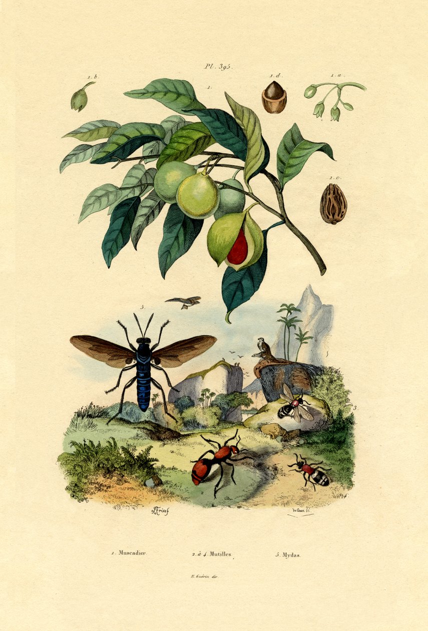 Noix de muscade - French School