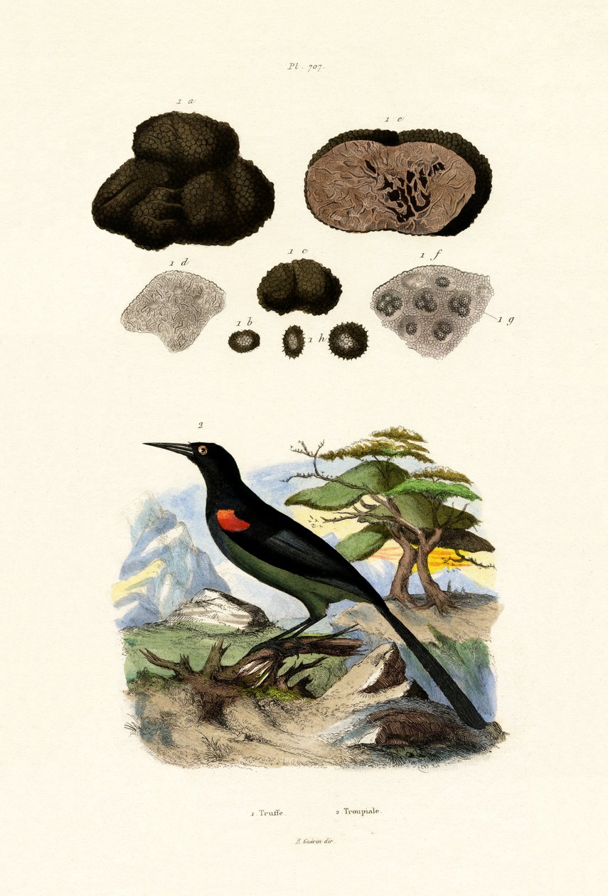 Oriole, 1833-39 - French School