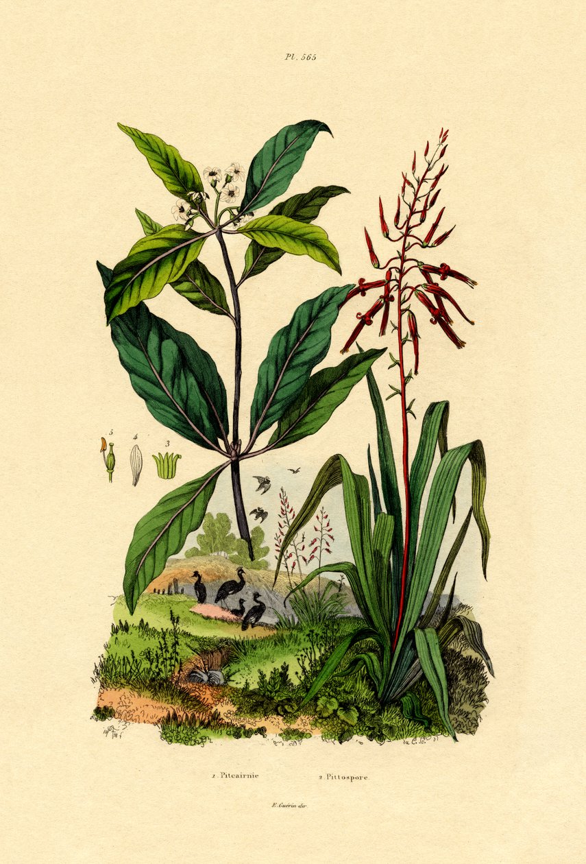Pittosporum, 1833-39 - French School