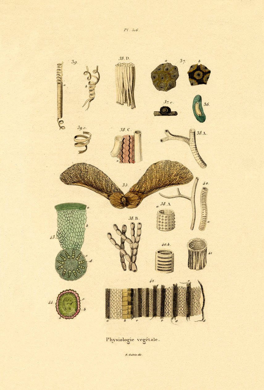 Plantes - French School
