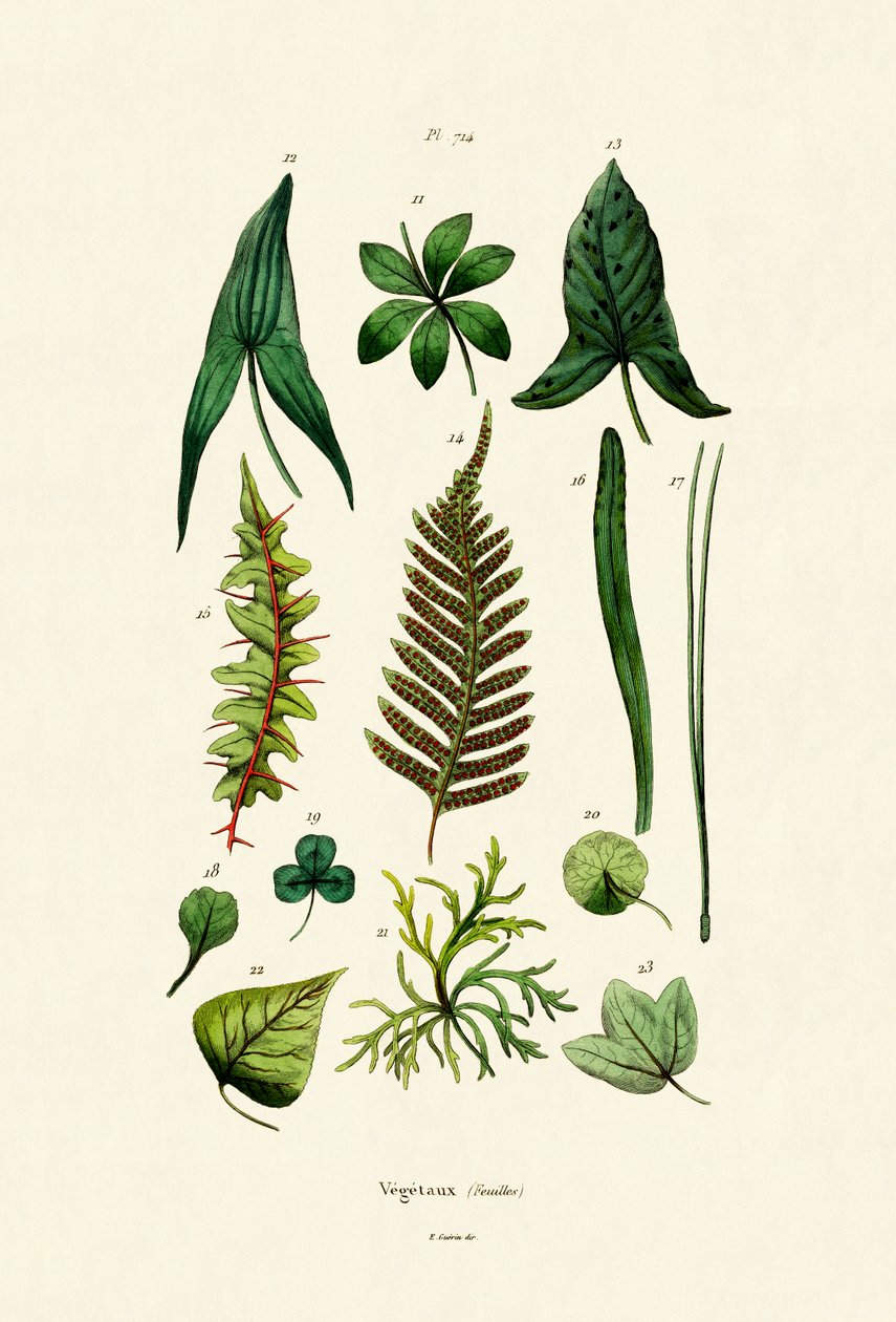 Plantes - French School