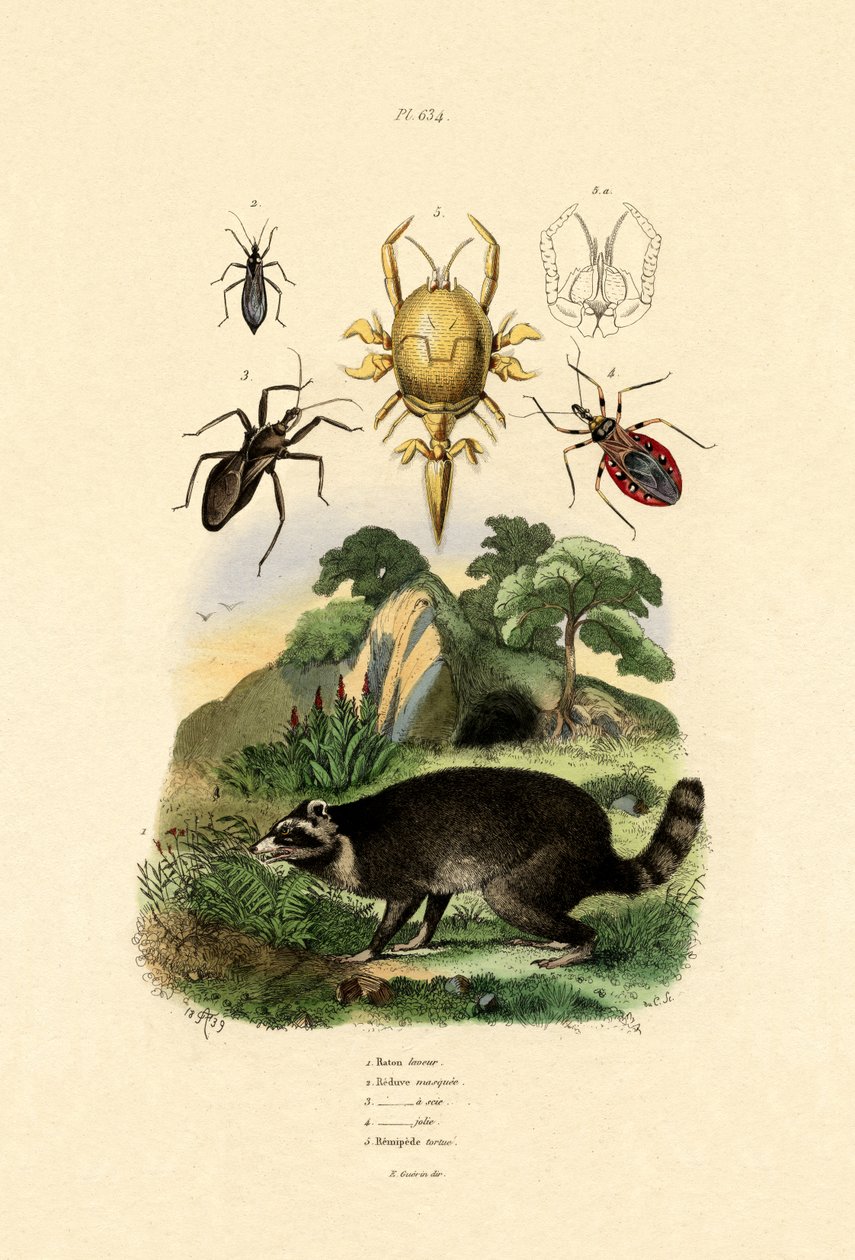 Raton laveur, 1833-39 - French School