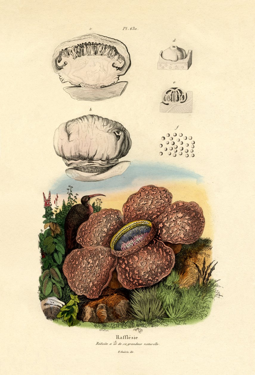 Rafflesia, 1833-39 - French School