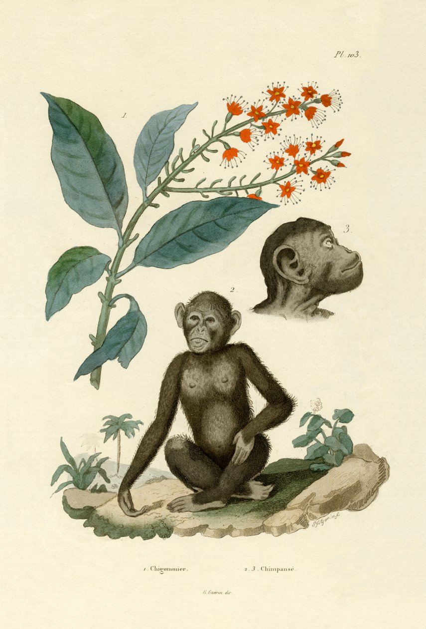 Combretum erythrophyllum, 1833-39 - French School