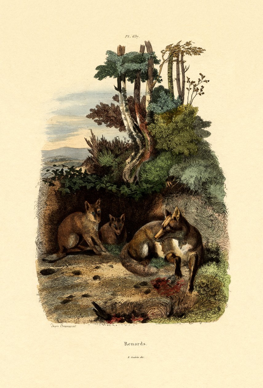 Renard roux, 1833-39 - French School