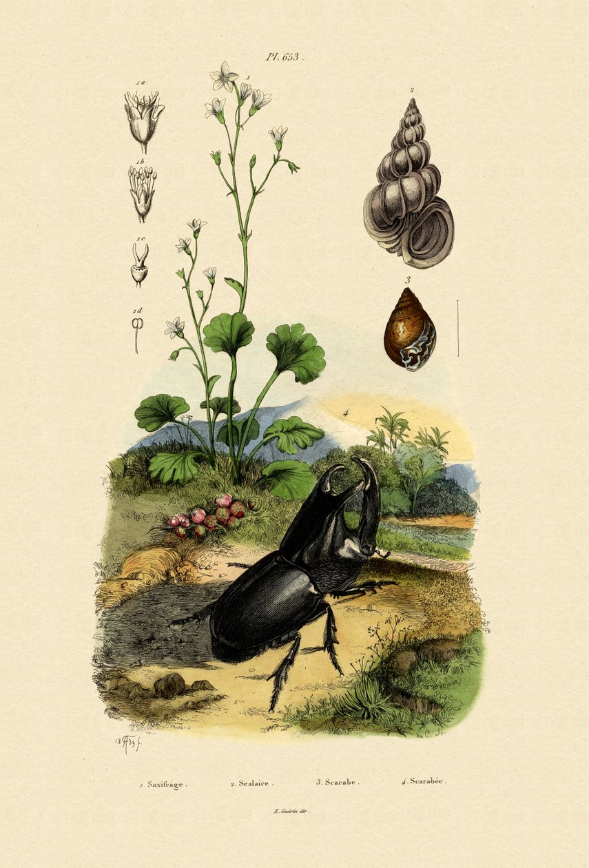 Saxifrage, 1833-39 - French School