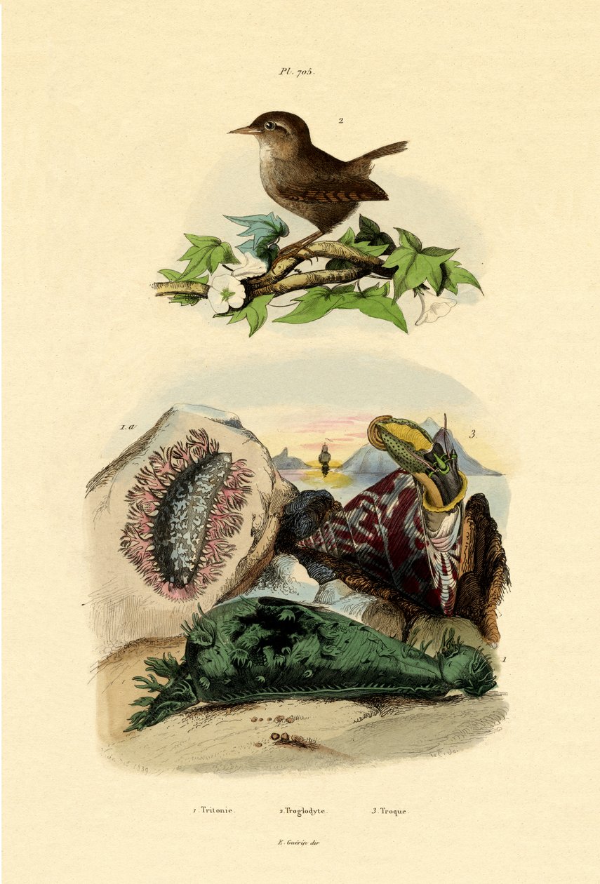 Limace de mer - French School