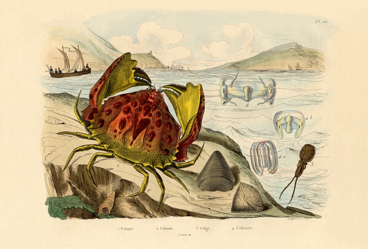 Crabe honteux - French School