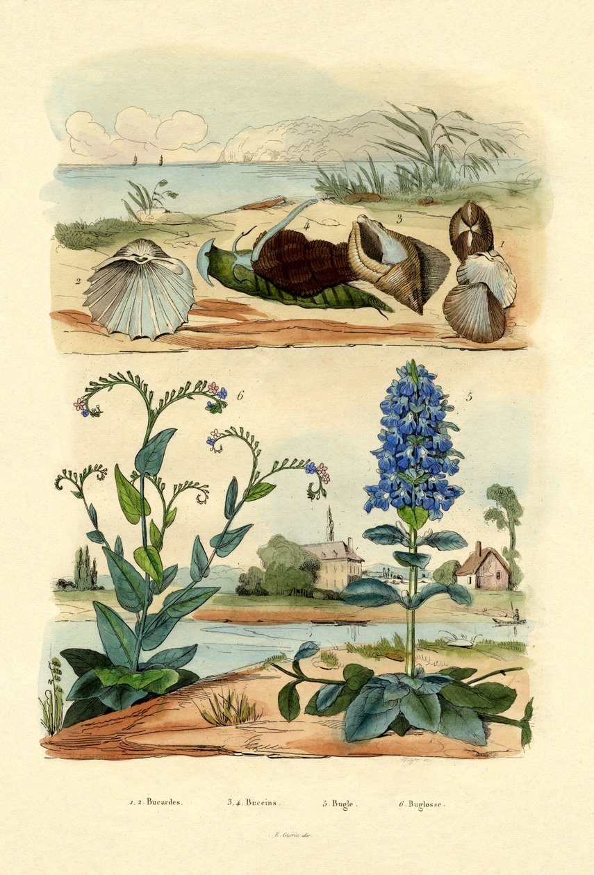 Coquillages - French School