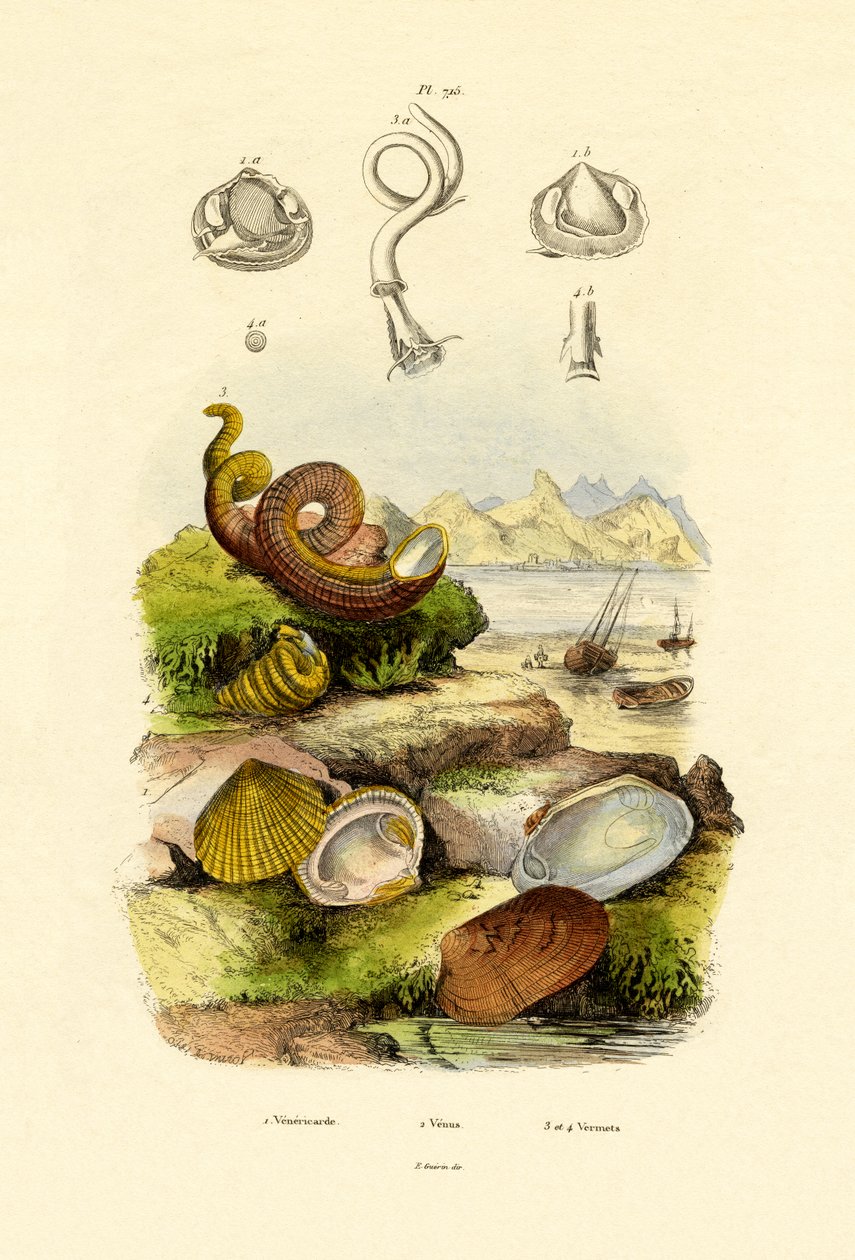 Coquillages - French School