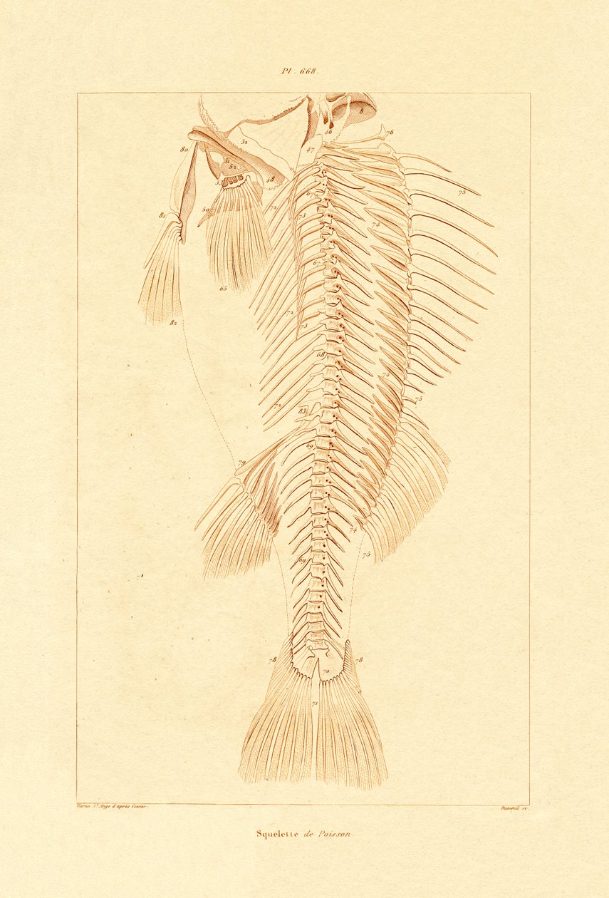 Squelette, 1833-39 - French School