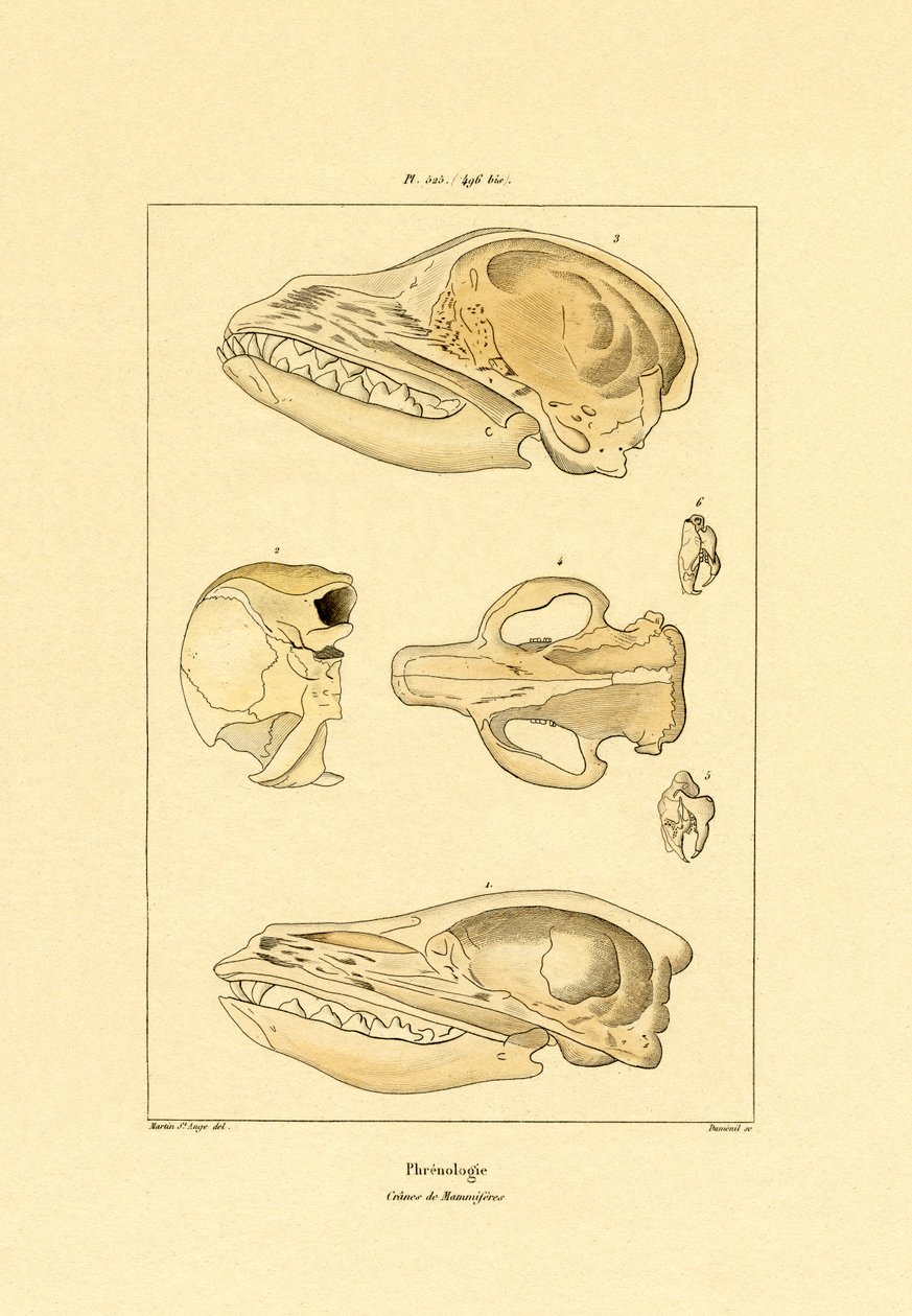 Crânes, 1833-39 - French School