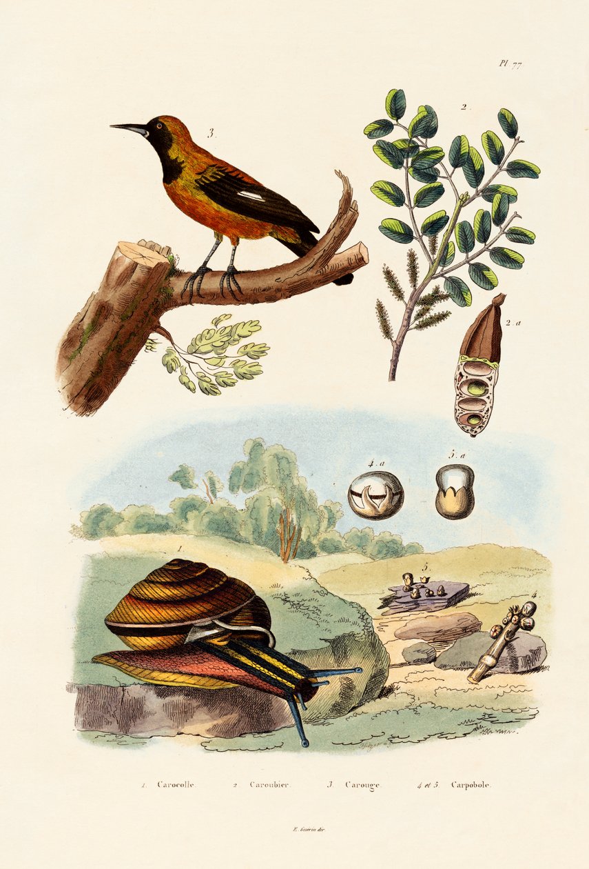 Escargot, 1833-39 - French School