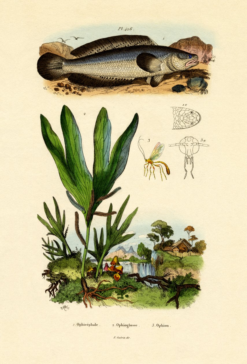 Tête de Serpent - French School