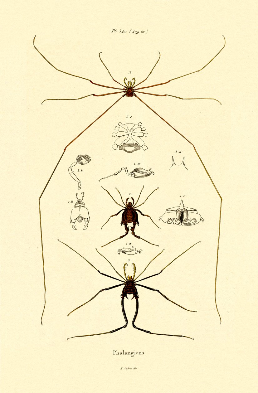 Araignées, 1833-39 - French School