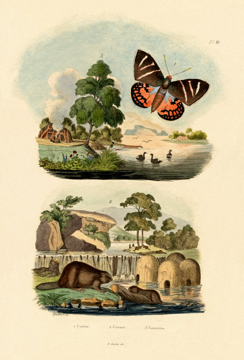 Papillon de soleil, 1833-39 - French School