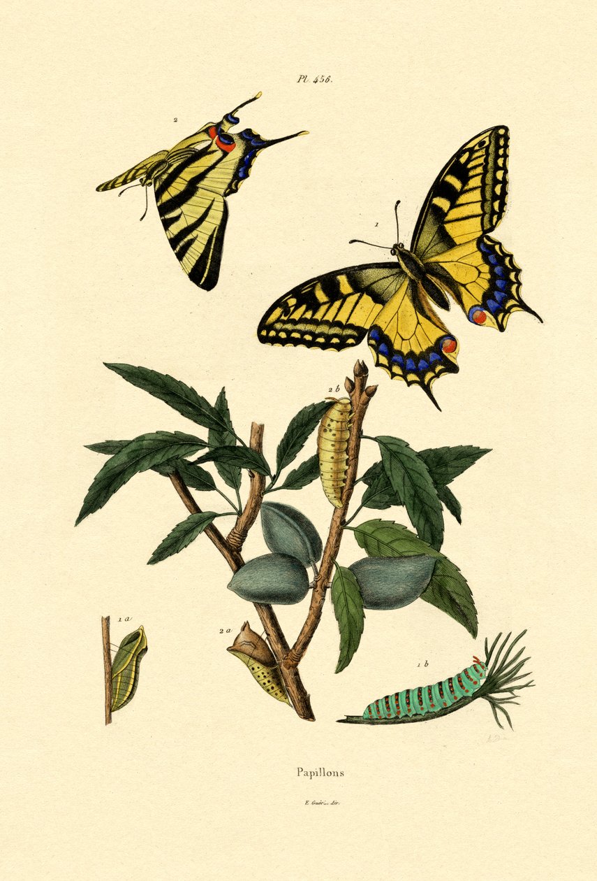Papillon Machaon - French School