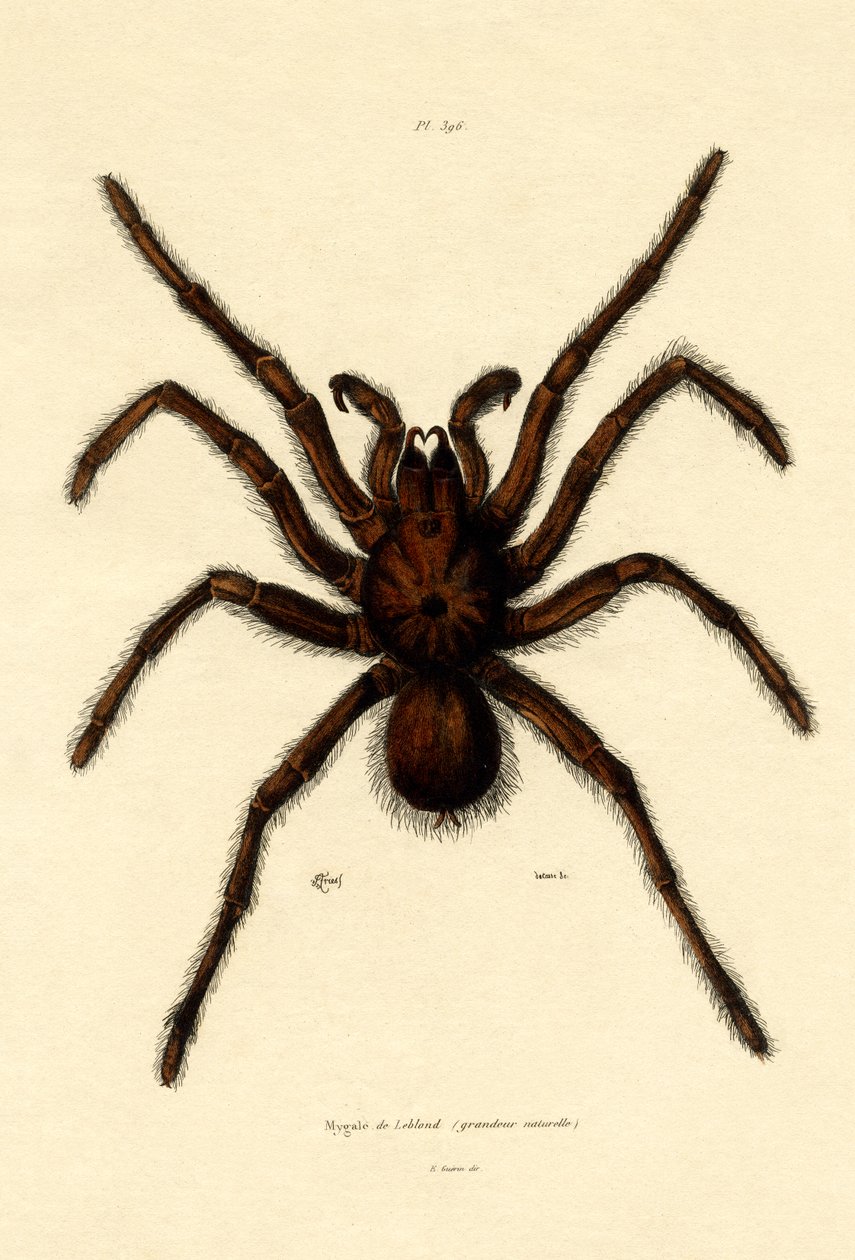 Tarantule - French School