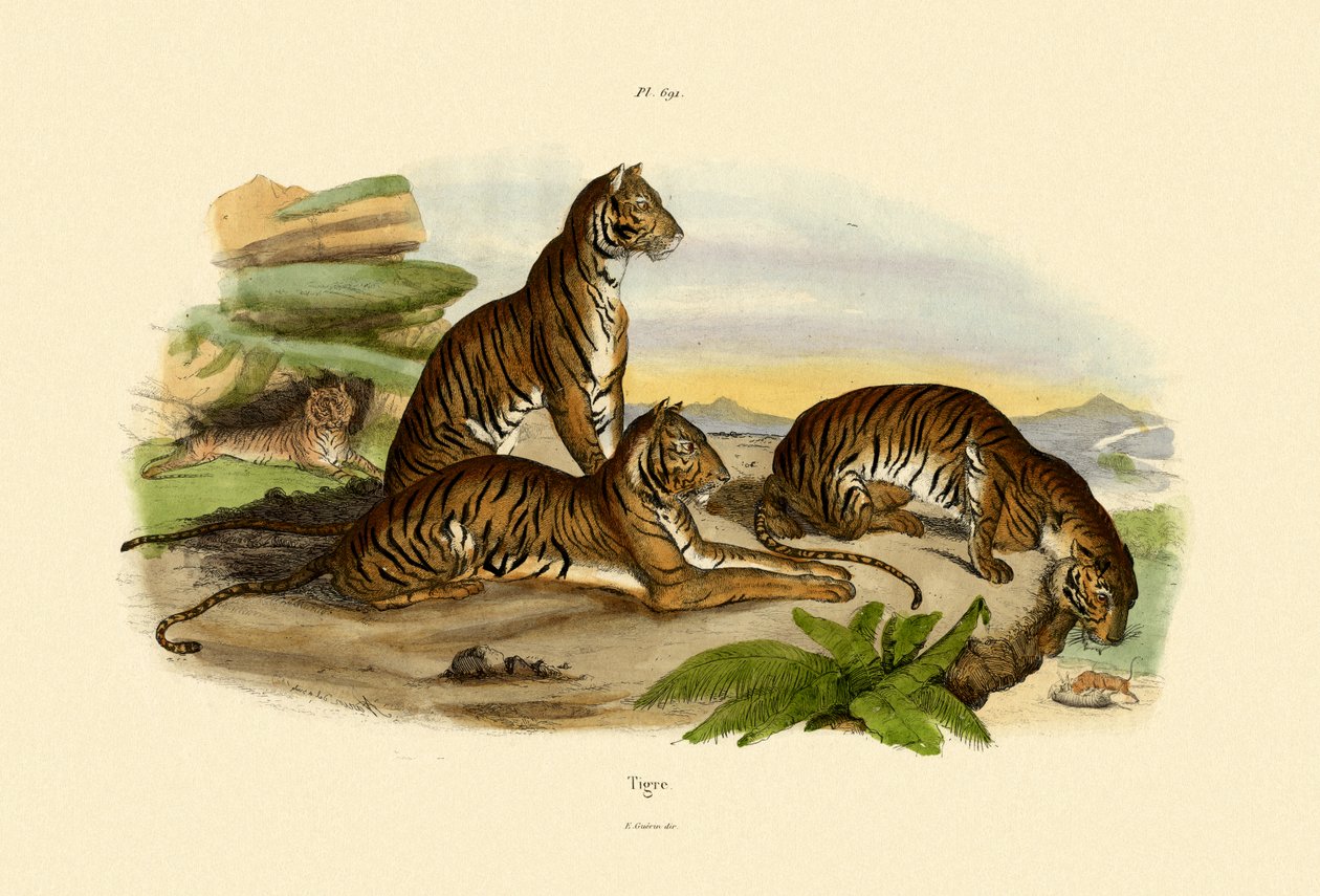 Tigres - French School