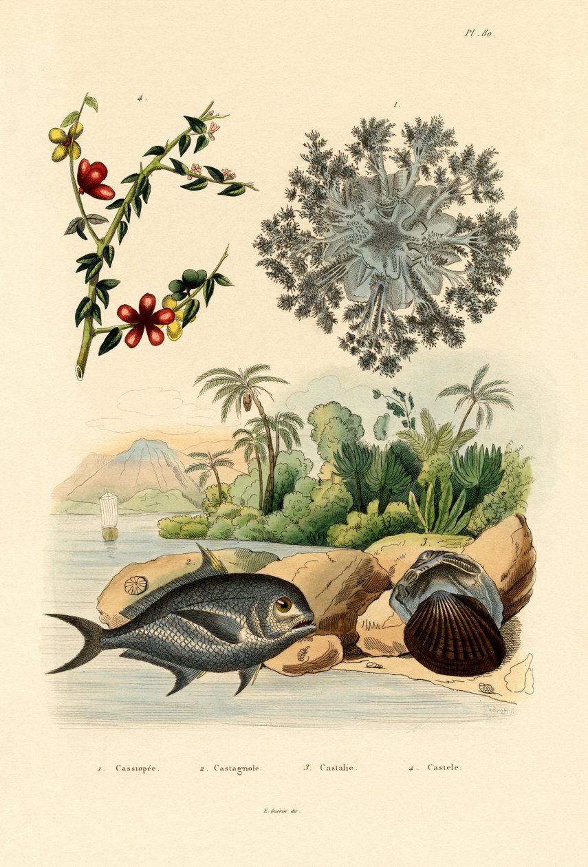 Méduse inversée, 1833-39 - French School