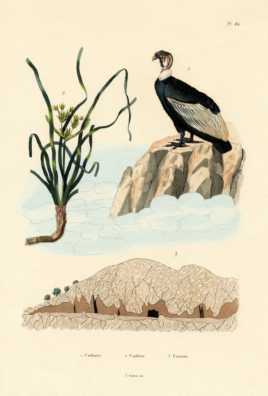 Vautour, 1833-39 - French School
