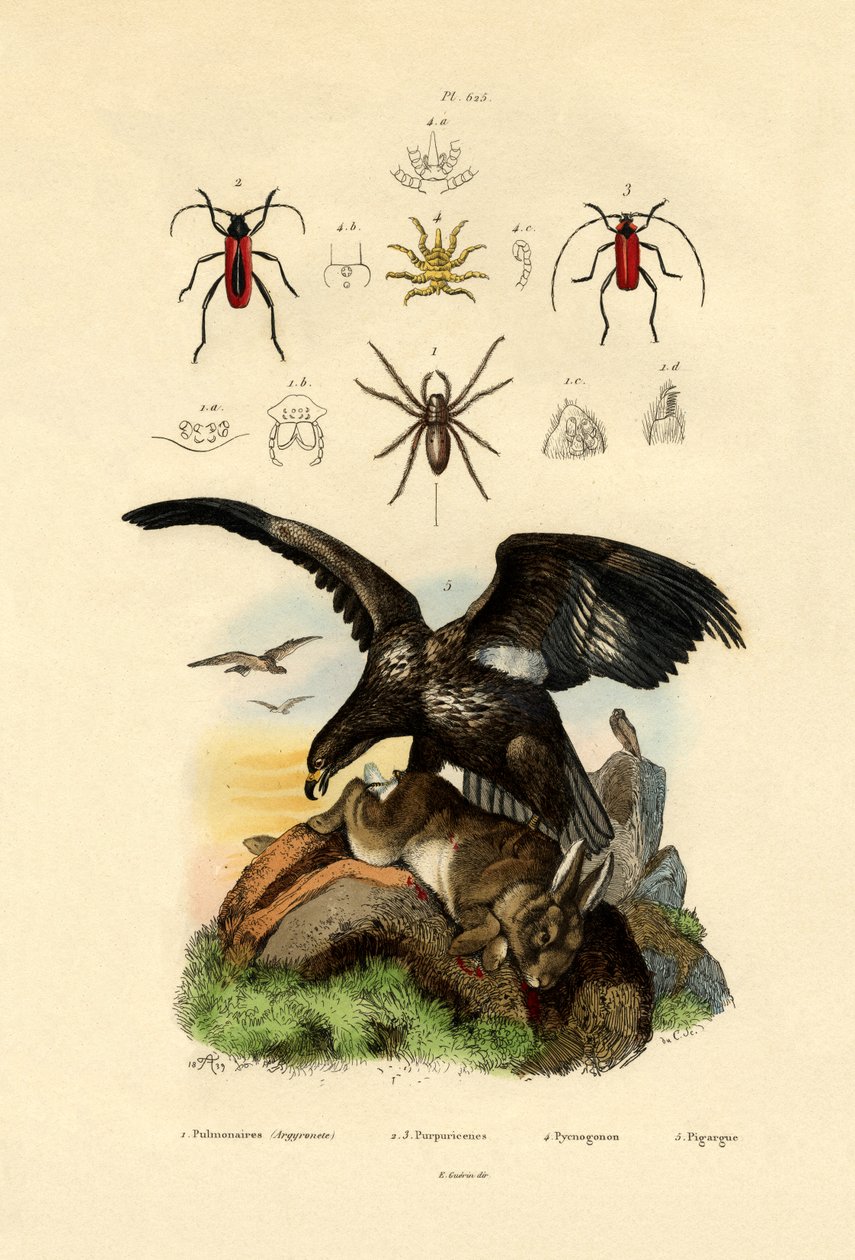 Araignée d