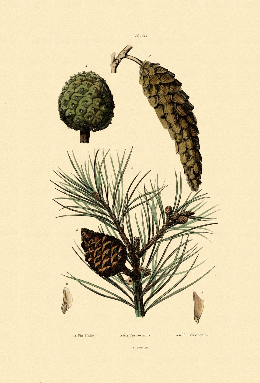 Pin de Weymouth, 1833-39 - French School