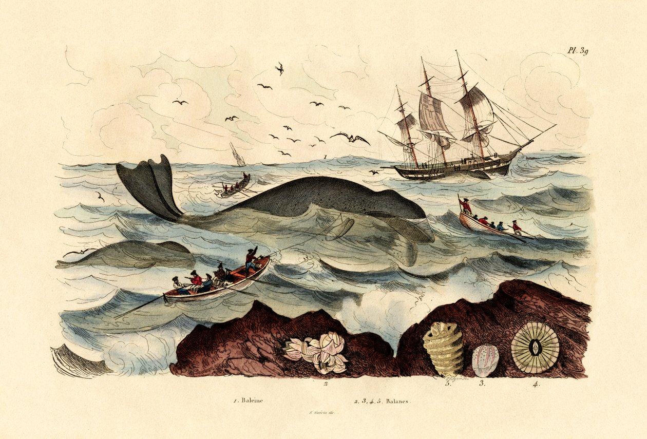 Baleine - French School