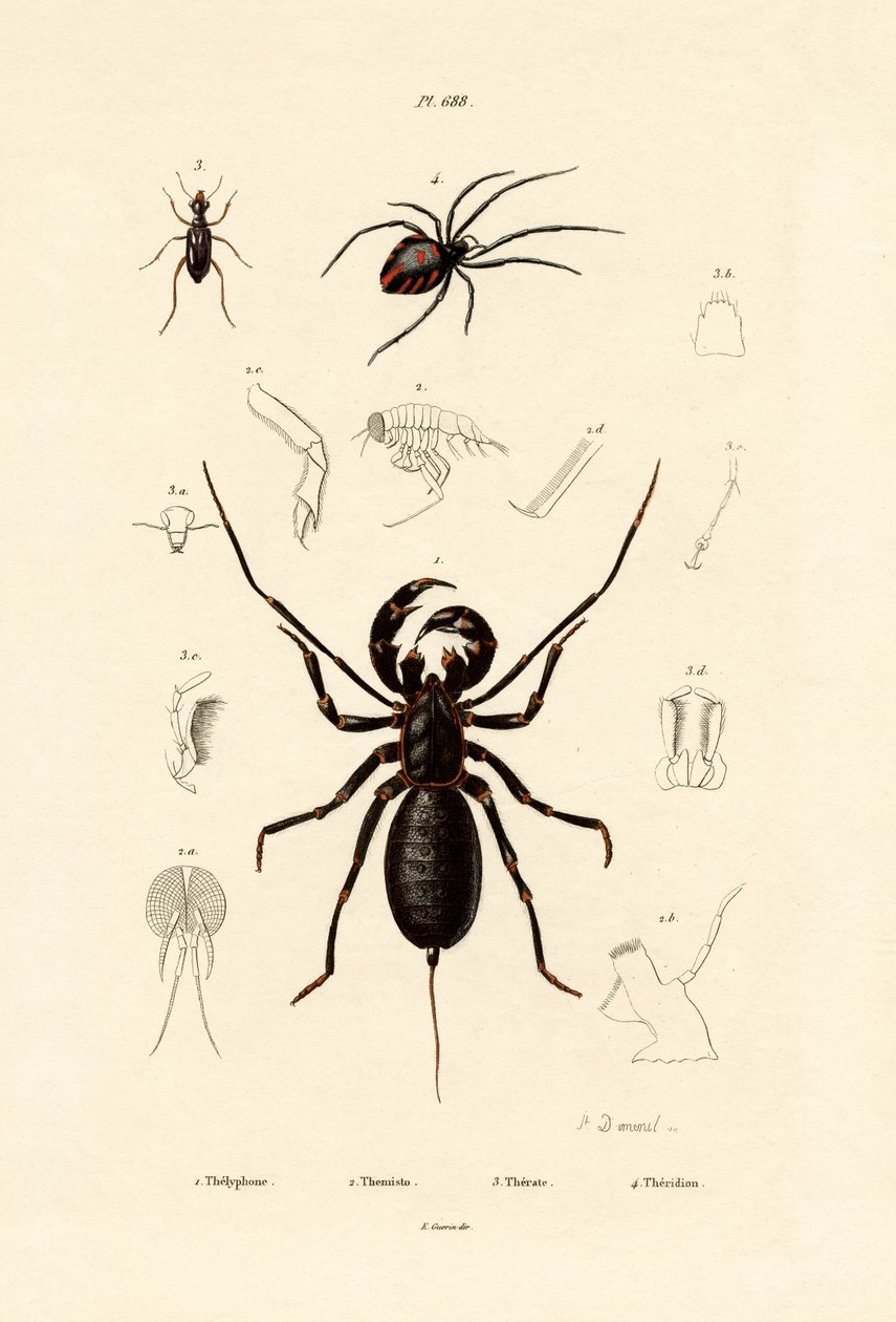 Scorpion fouet - French School