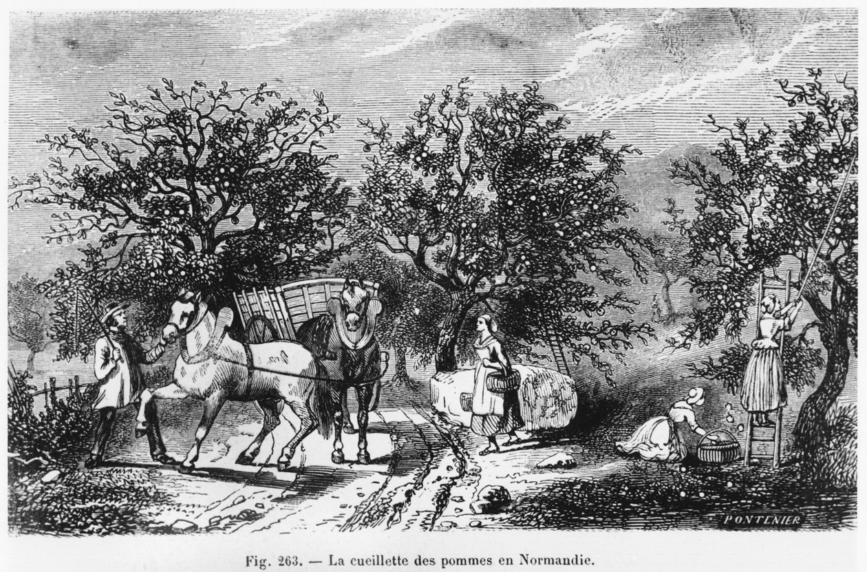 Cueillette de pommes en Normandie - French School