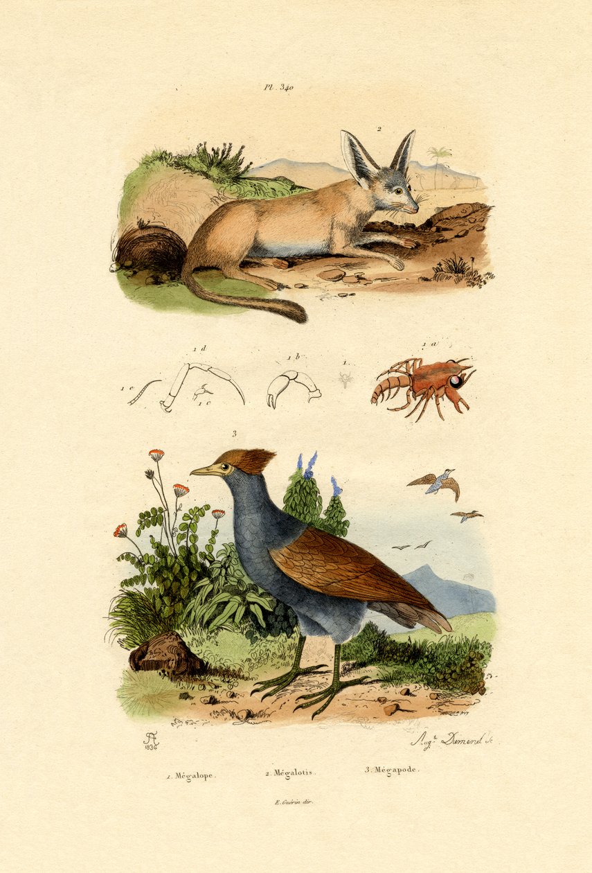 Renard à oreilles de chauve-souris - French School