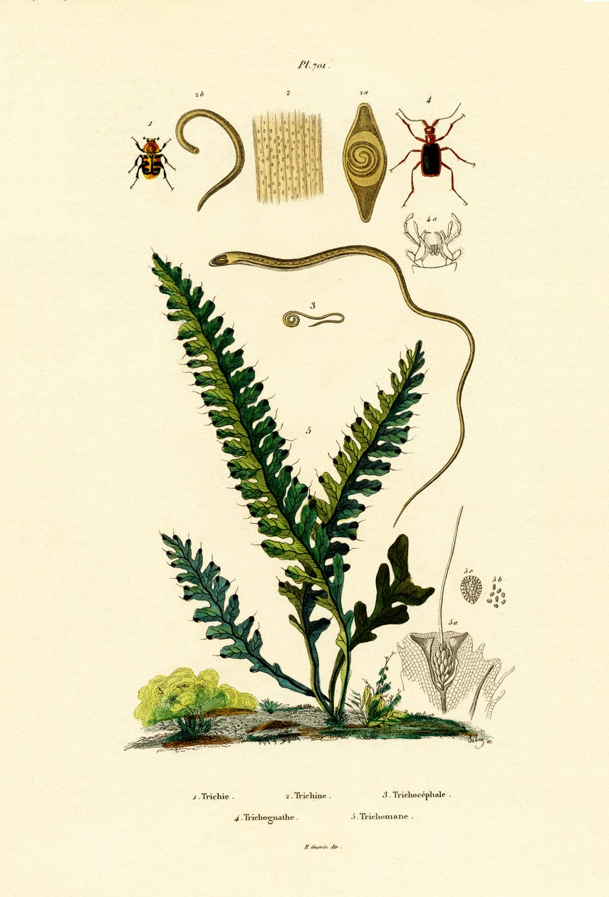 Coléoptère des abeilles - French School