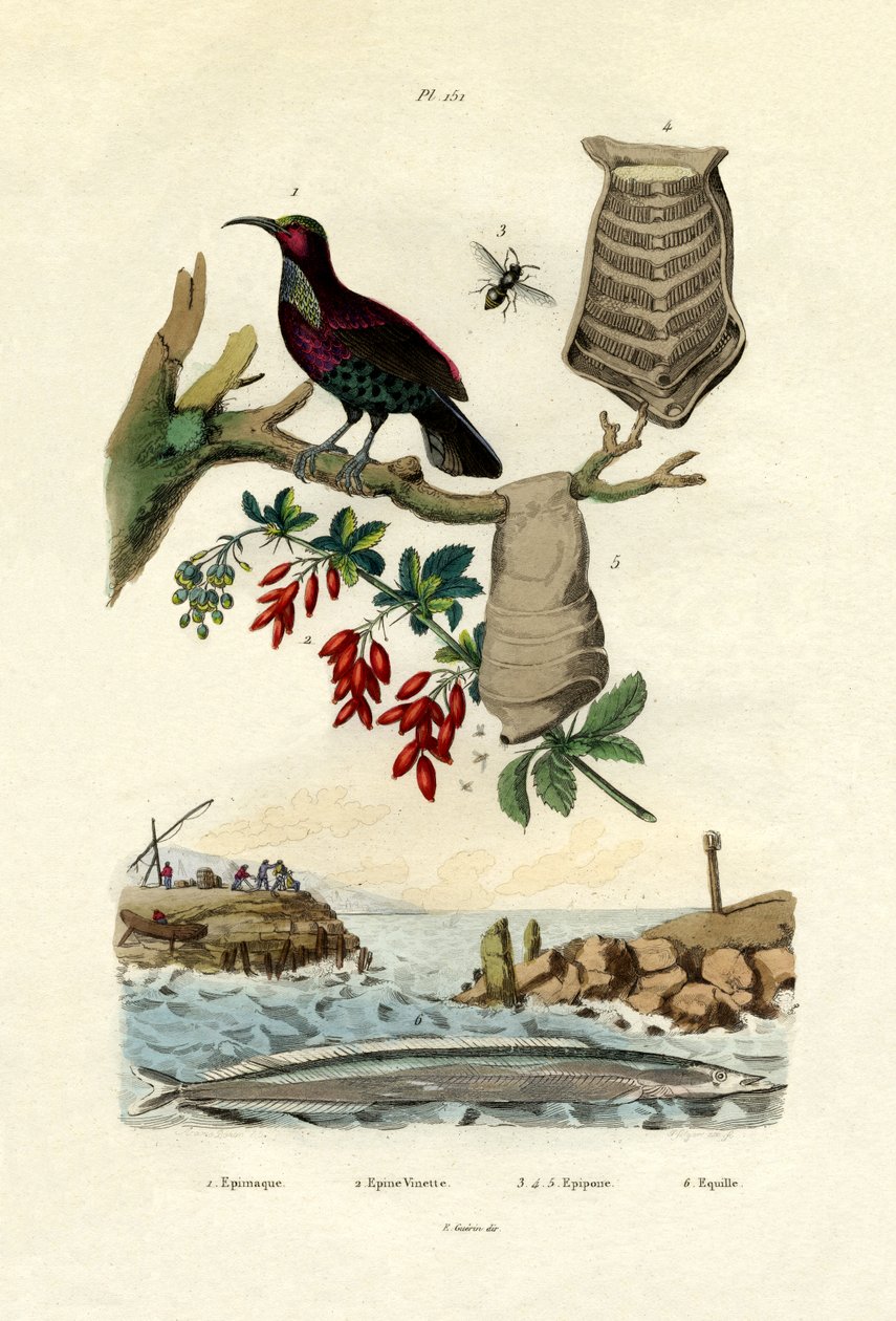 Oiseau de paradis - French School