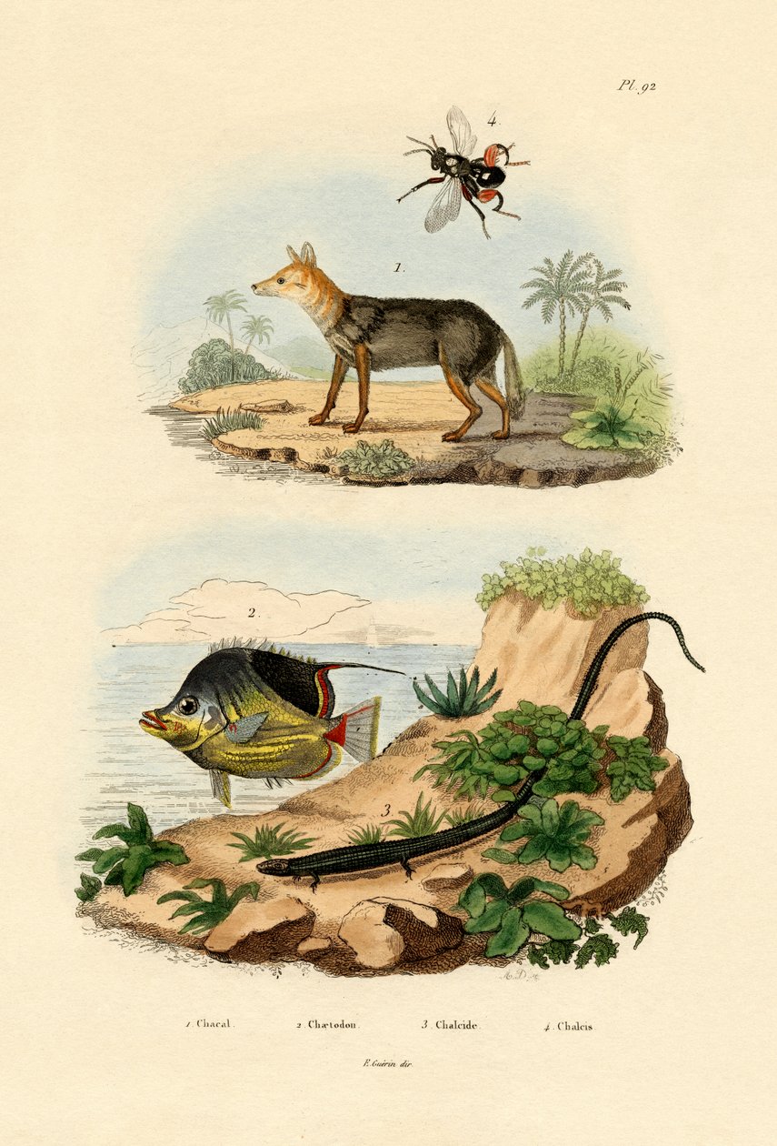 Chacal à dos noir, 1833-39 - French School