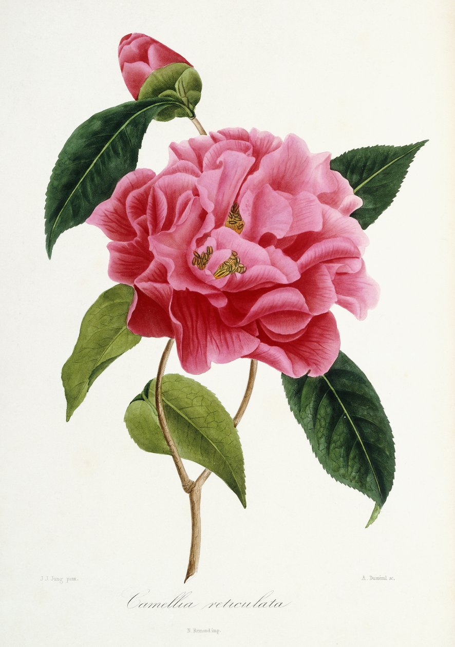 Camellia reticulata, 1839-1943 - French School