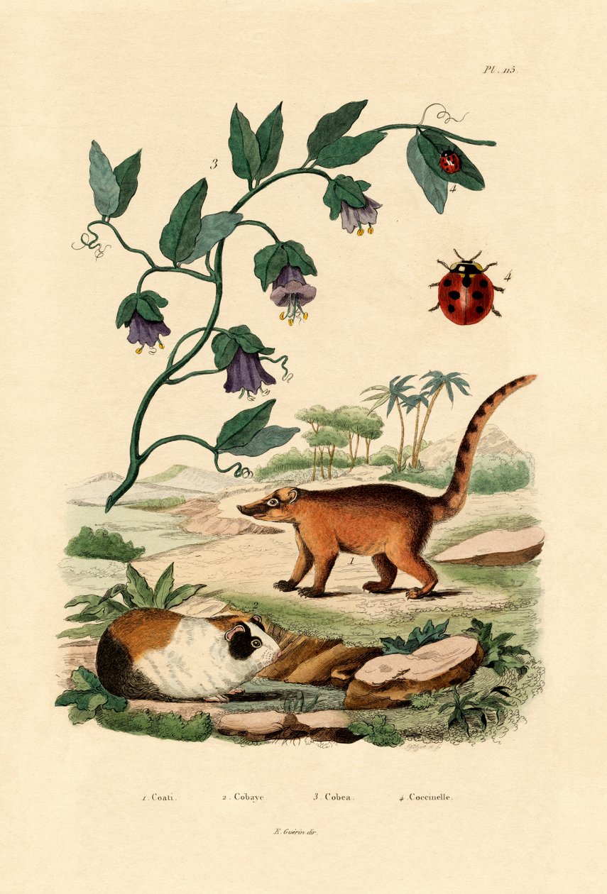 Coati - French School