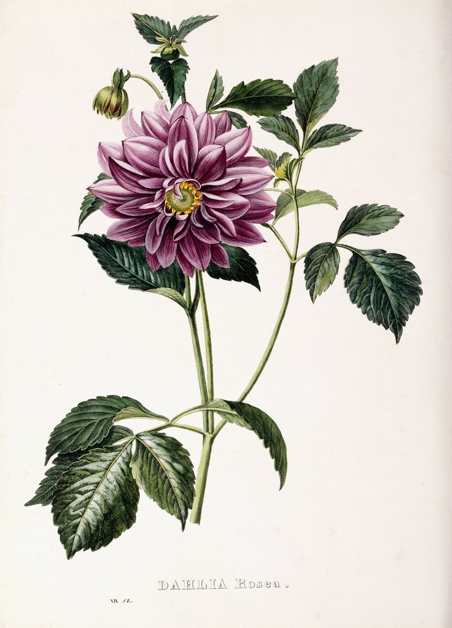 Dahlia Rosea - French School