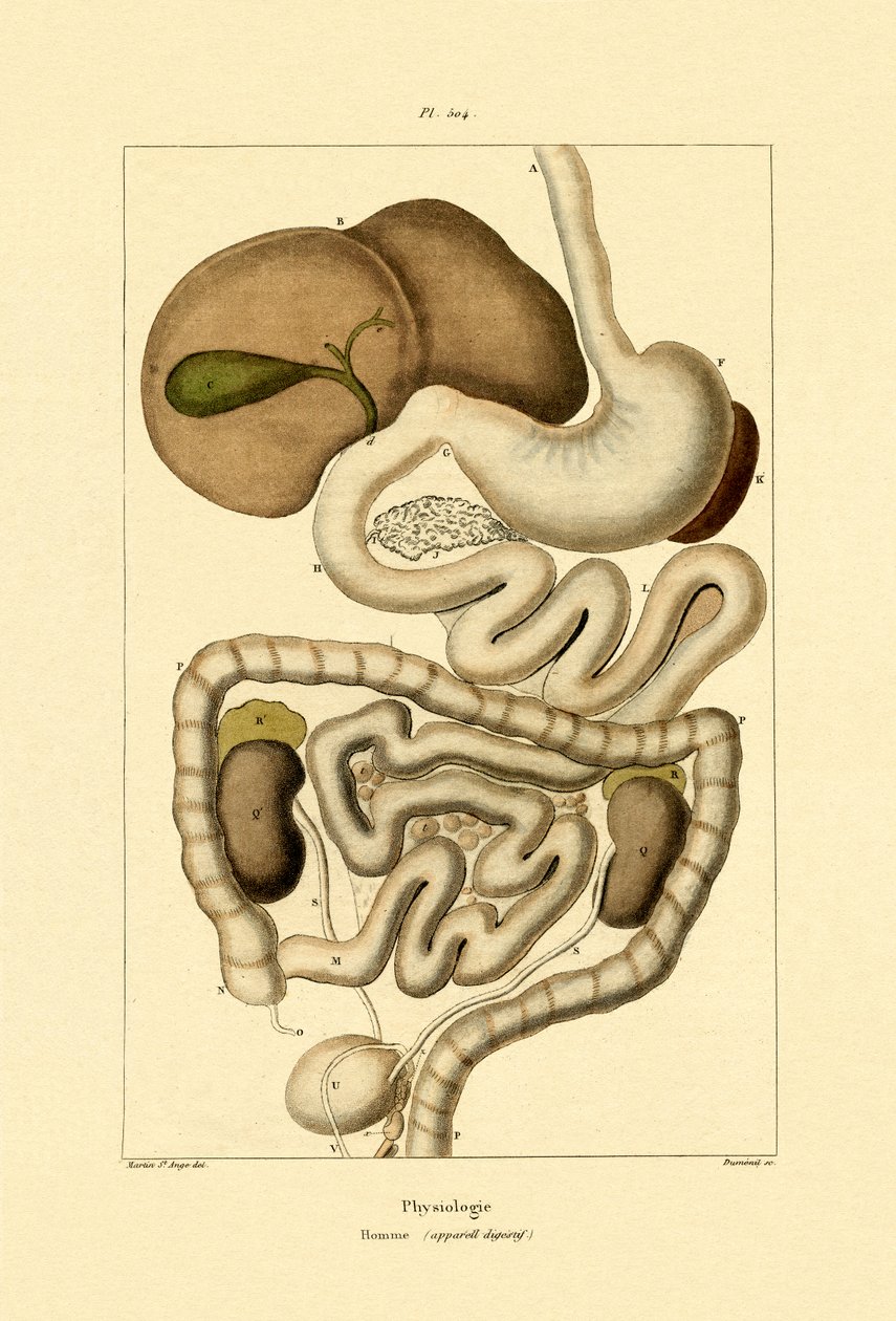 Système digestif, 1833-39 - French School