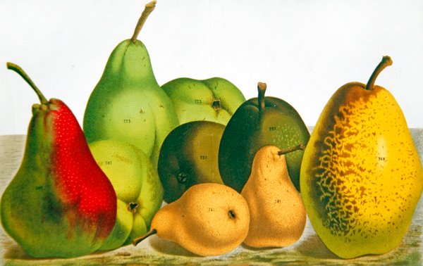 Cinq Variétés de Poire - French School