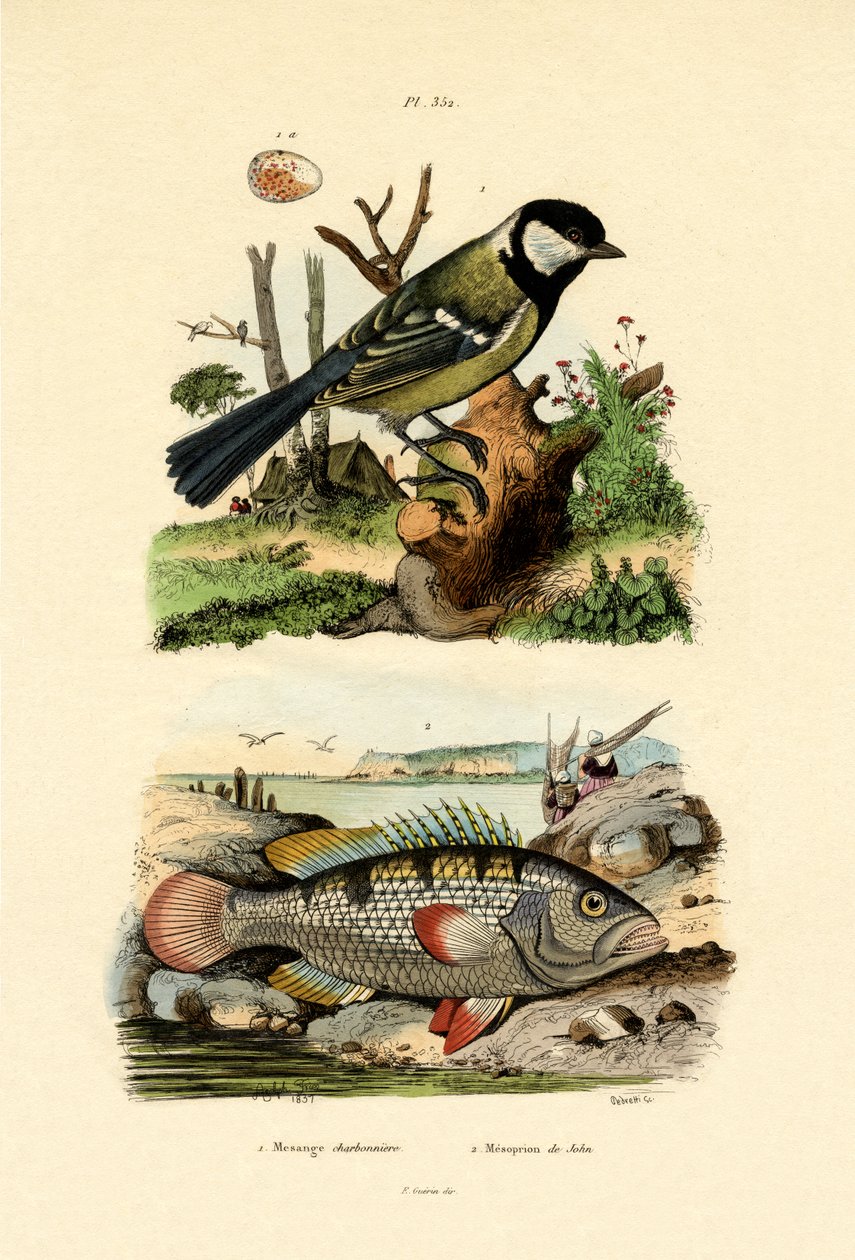 Mésange charbonnière - French School