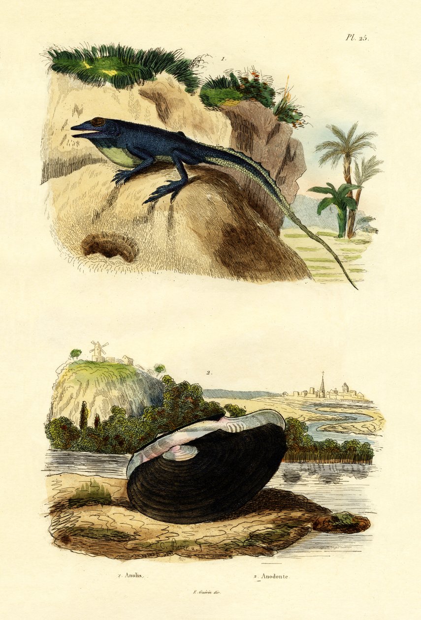 Anole vert, 1833-39 - French School