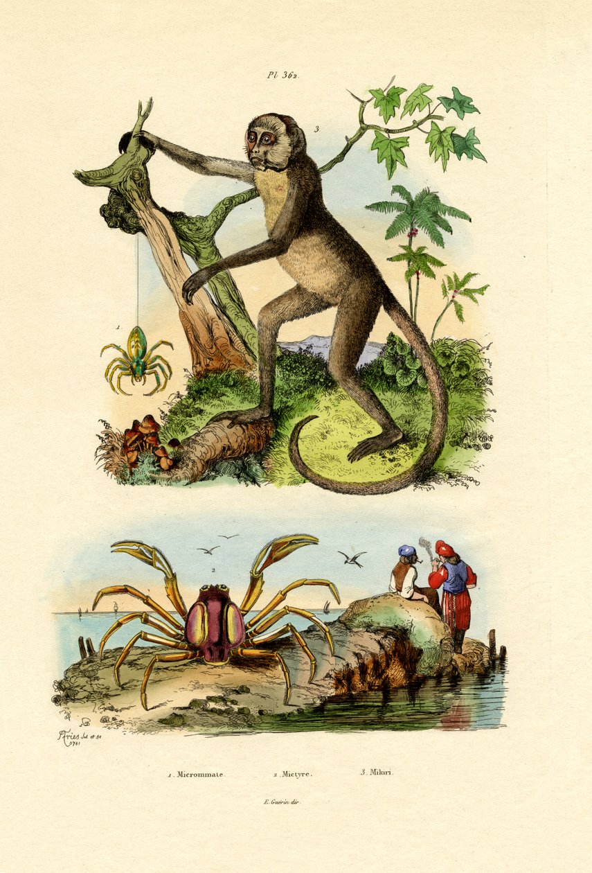 Araignée verte chasseresse - French School