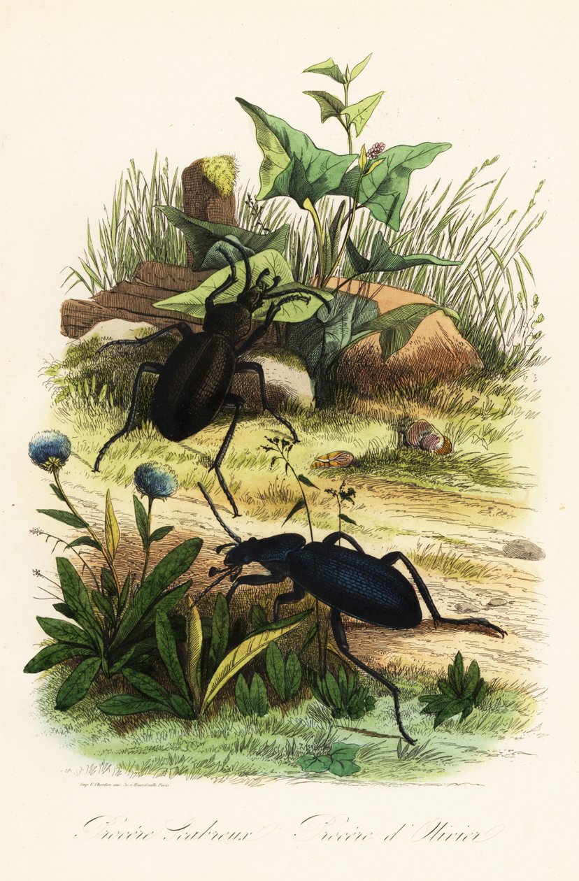 Grands carabes violets, Carabus scabrosus - French School