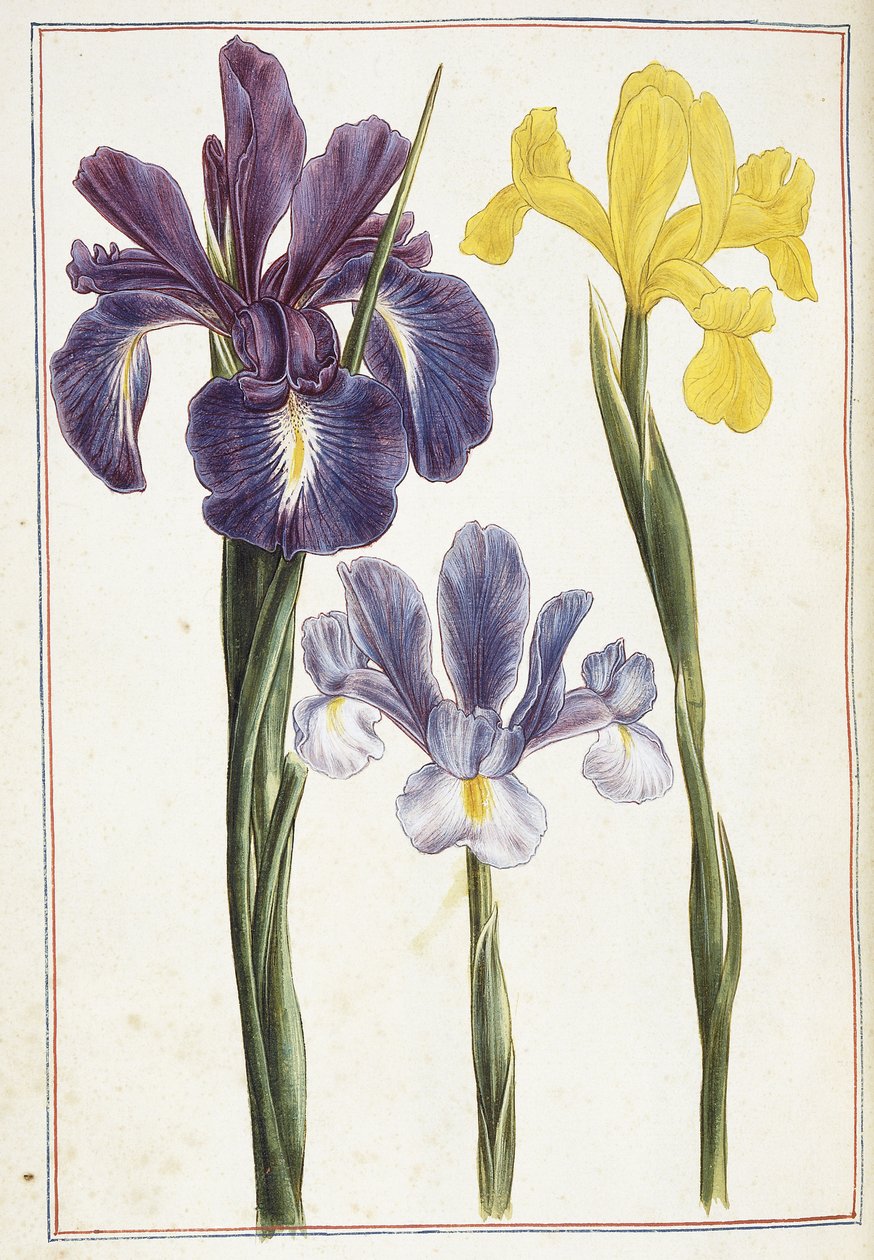 Iris, 18e siècle - French School