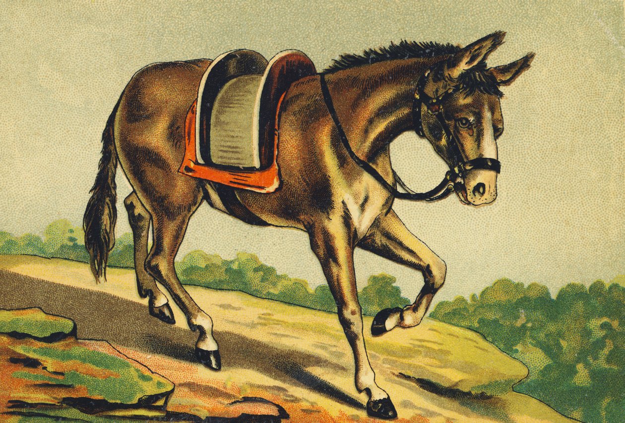 M comme Mulet - French School