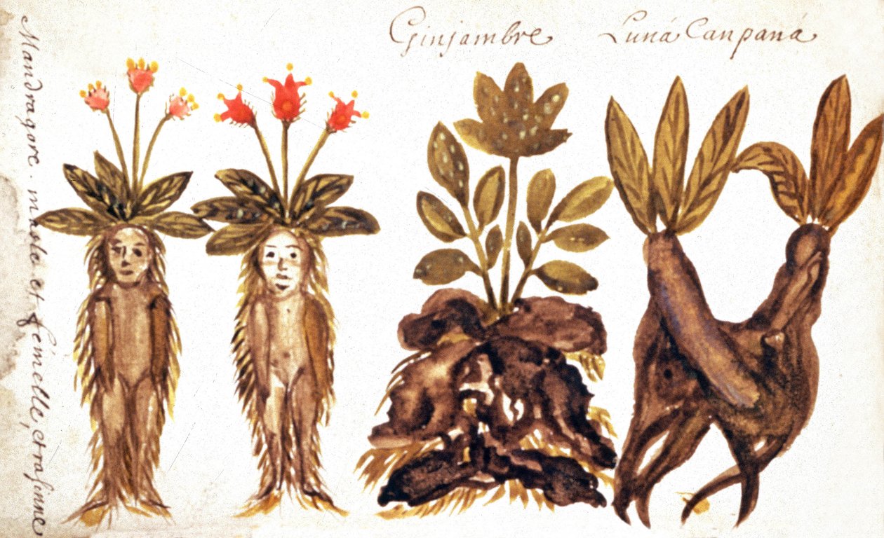 Mandragore, gingembre, Luna Campana - French School