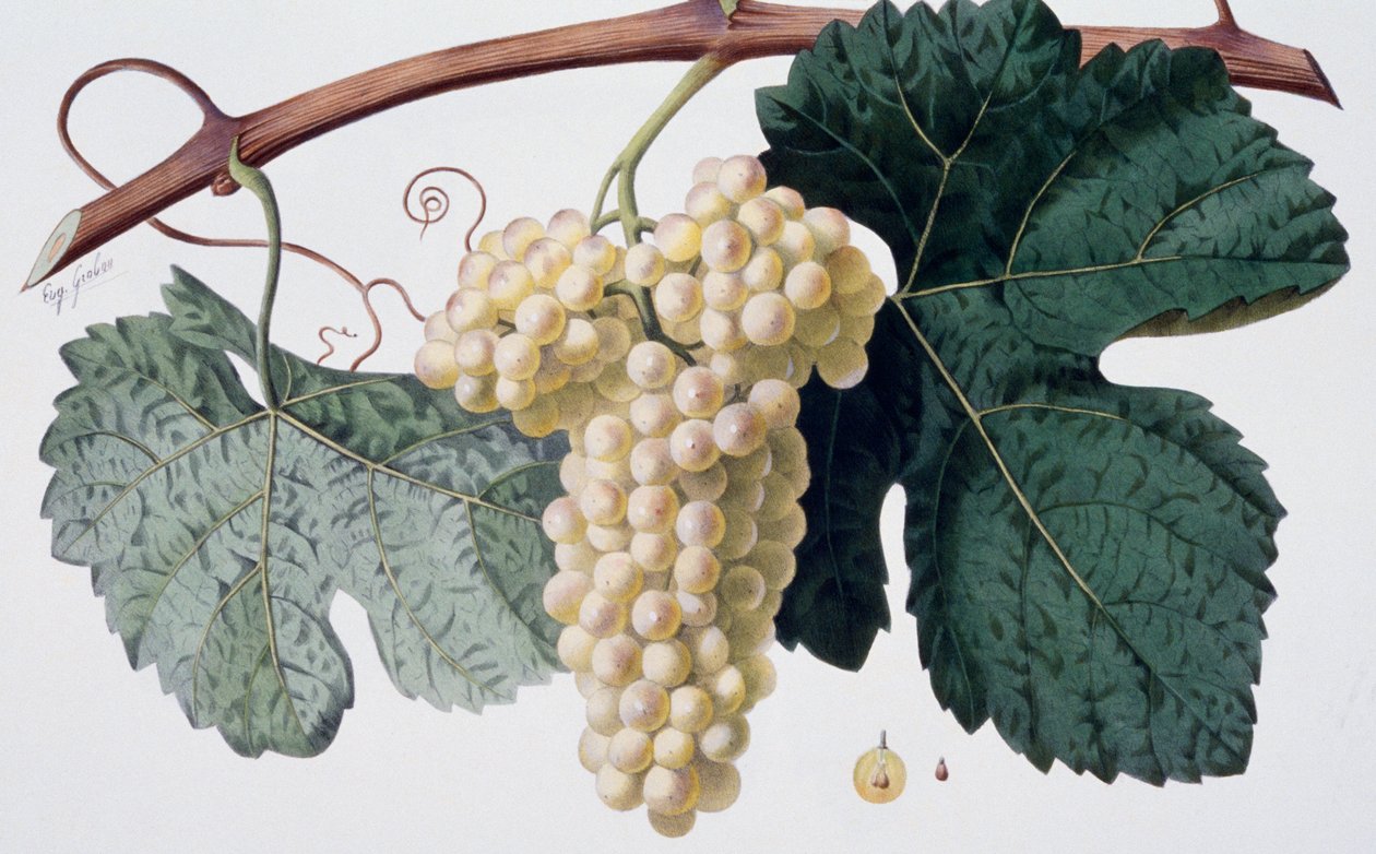Marsanne grape variety (Cotes du Rhone), ampelography - French School