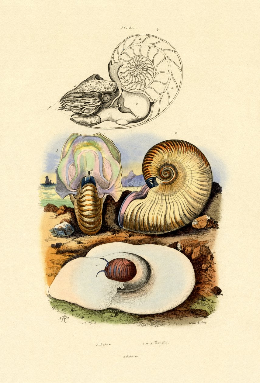 Escargot de lune - French School